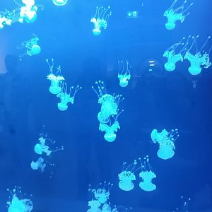 Phyllorhiza punctatus