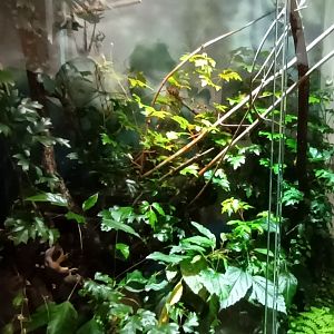 African orb Weaver Habitat