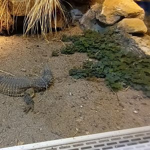 Giant girdled Lizard