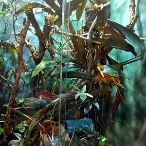 Eyelash Viper Habitat