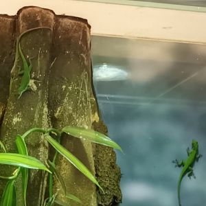 Tiburon green Anoles