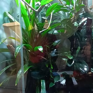 Turquoise dwarf Gecko Habitat