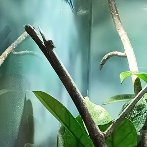 Turquoise dwarf Gecko