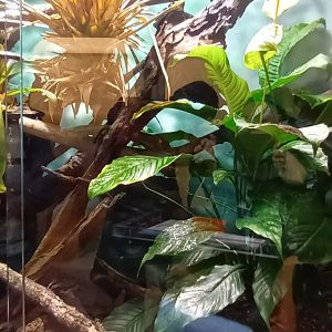 Giant waxy Treefrog Habitat