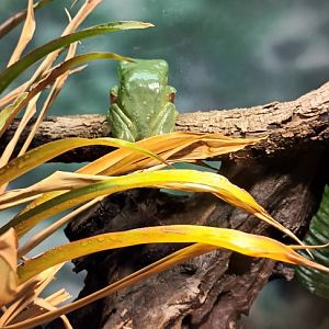 Giant waxy Treefrog