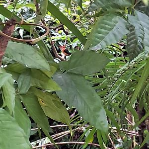 Black Backed Dwarf Kingfisher