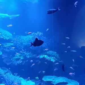 Main Tank: Black Triggerfish, Blacktip reef Shark and other Reef Fishes