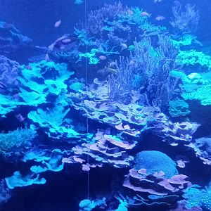 Main Tank: Coral Reef with Palette blue Surgeonfish and other smaller Reef Fishes