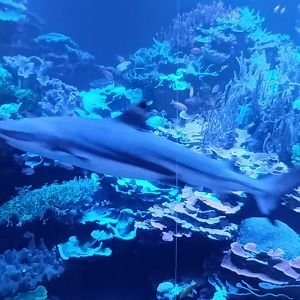 Blacktip reef Shark