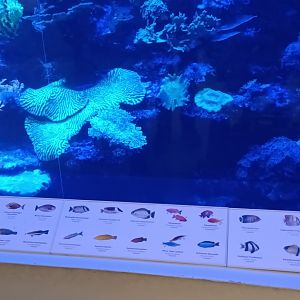 Signage Example: Main Tank Reef Fishes