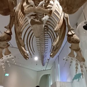 Northern atlantic right Whale skeleton and general View