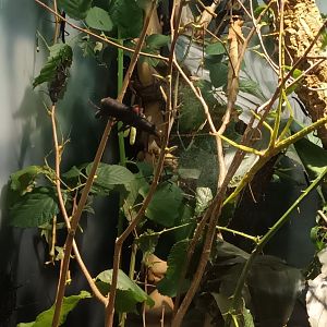 Stick Insects and Black beauty stick Insects
