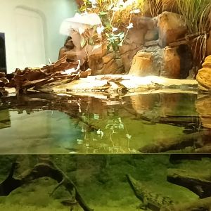 Freshwater Crocodile Palaudarium