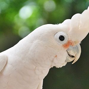 Goffin's Cockatoo (Cacatua goffiniana)