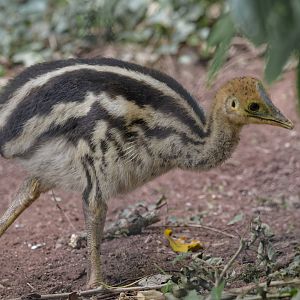 Twin-wattled cassowary chick again