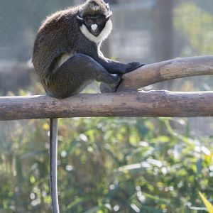 Lesser Spot-nosed Guenon / Hamerton / 22-9-25