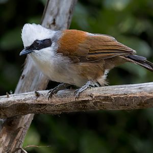 White-crested Laughingthrush / Hamerton / 22-9-25