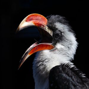Von der Decken's Hornbill / Hamerton / 22-9-25