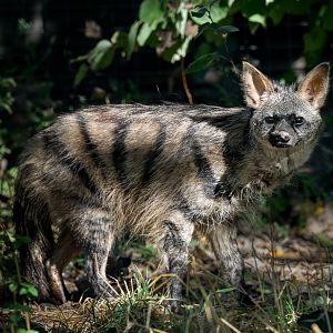 Southern Aardwolf (adult) / Hamerton / 22-9-25