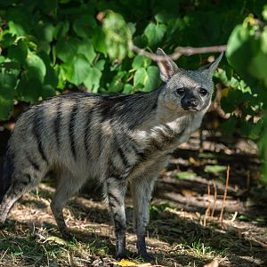 Southern Aardwolf (cub) / Hamerton / 22-9-25