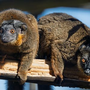 Collard Lemurs / Hamerton / 22-9-25