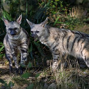 Southern Aardwolf (cubs) / Hamerton / 22-9-25