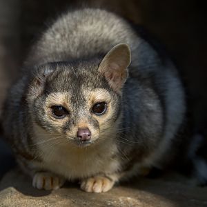 Cacomistle/Ring Tail (Vincent) / Hamerton / 22-9-25