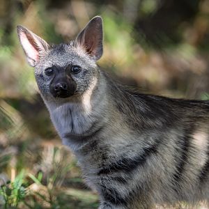 Southern Aardwolf (cub) / Hamerton / 22-9-25