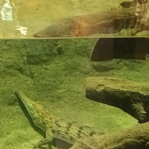 Freshwater Crocodiles