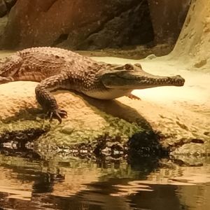 Freshwater Crocodile