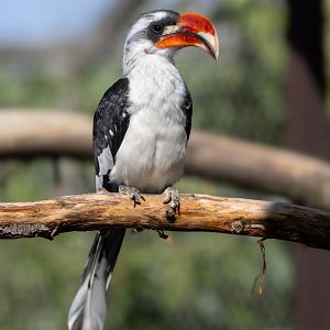 Von der Decken's Hornbill / Hamerton / 22-9-25