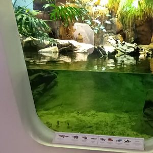 Freshwater Crocodile Palaudarium