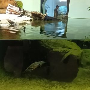 Smaller Fishes and Red bellied short neck Turtle
