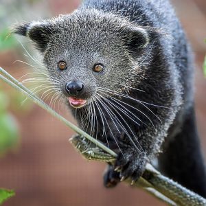 Javan Binturong / Hamerton / 9-7-25