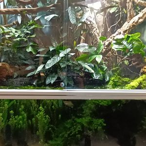 Green tree Python Palaudarium