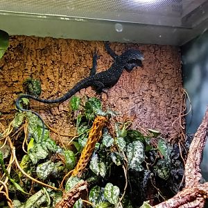 Blue spotted tree Monitor