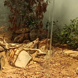 Banded rock Rattlesnake Habitat