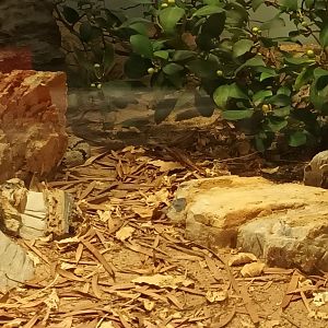 Banded rock Rattlesnake