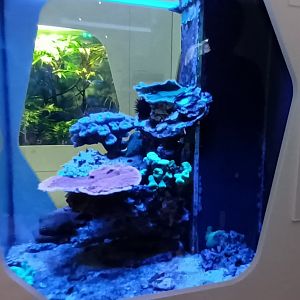 Example of small Saltwater Tank