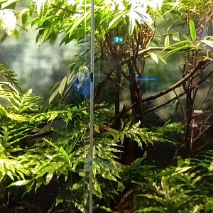 Madagascar giant day Gecko and Panther Chameleon Habitat