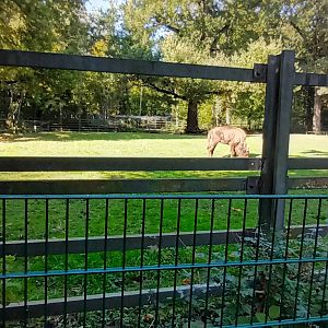European Bison Enclosure