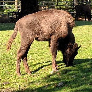 European Bison
