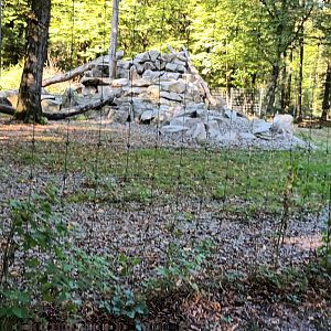 Rocky mountain Goat Enclosure