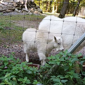Rocky mountain Goats