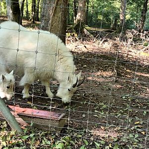 Rocky mountain Goats