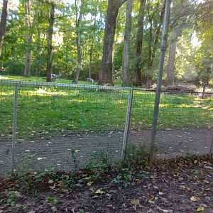 European forest Reindeer Enclosure