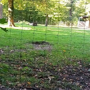 Visayan spotted Deer Enclosure