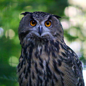 Eurasian Eagle Owl