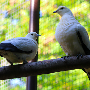 Pied Imperial Pigeons