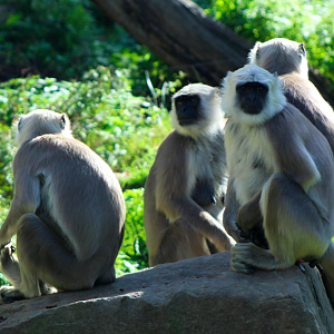 Hanuman Langurs